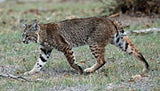 Coyote / BobCat Box Trap